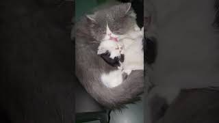 chunnu and his son #fatherlove #catlover #cat #kitten #persiancatcorner #malecat #malayalam #song