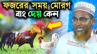 ফজরের সময় মুরগি বাং দেয় কেন | Maulana Abdullah maruf waz | মাওলানা আব্দুল্লাহিল মারুফ