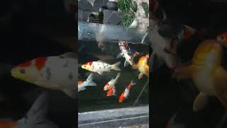 kolam ikan hias impian