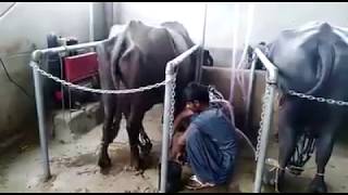 Buffalo milking using Melasty Bucket Milking System in Pakistan