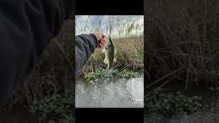 Fishin the Pascagoula river