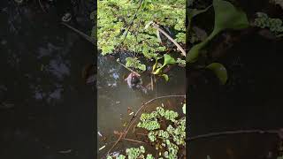 #fishing #shortvideo #fish #fishingtips #fishingtecnique #carp #fishingtechniques #catchingfish