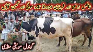 Pure Jersey And Friesian Beautiful Imported Milking Cows On Gondal Mandi Attock || My Life Channel