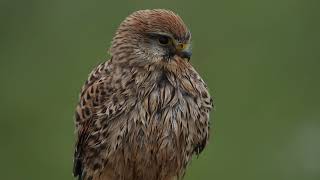 Close to a Common Kestrel