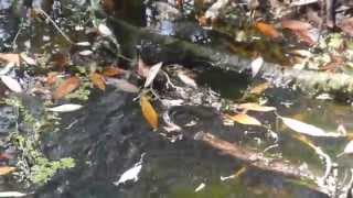 Florida Watersnake Hunting