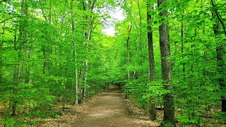 Virtual Hike in Nature with Wildlife