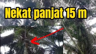 panjat bambu 15m demi si manis matdu