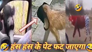 Funny Animal videos 🤣😂जानबरों के कारनामे|| Oye Govinda