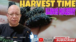 EP332 HARVEST TIME ILLINOIS MULBERRY#largetrunk@alikiotv9032