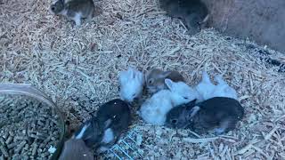 3 Weeks old Rabbits