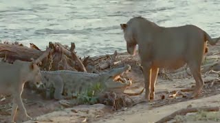 This is why lion is called King, scaring a wild reptile fearlessly!