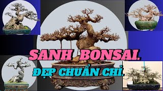 CHIÊM NGƯỠNG NHỮNG TÁC PHẨM SANH BONSAI ĐẸP CHUẨN CHỈ