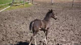 Cute foals in a stable of Zastawno