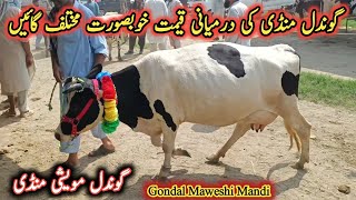 Middle Prices Beautiful Cows On Gondal Maweshi Mandi || My Life Channel