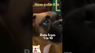 Cute animals - Funny actions