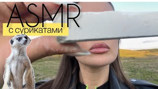 ХРУСТ С СУРИКАТАМИ | МЕЛОВЫЕ ГОРЫ | МЕЛ ПИЛЕНЫЙ | ASMR CHALK