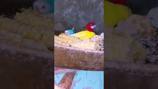 बजरी parrot#birds shorts vlogs my YouTube channel subscrabe🙏