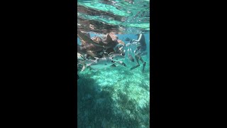 Snorkeling in the Hol Chan Marine Reserve and Shark Ray Alley in Belize.. Real Audio