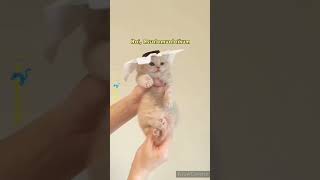 Hey kitty ❤️ | #shorts #kitten #cat #youtubeshorts #viral