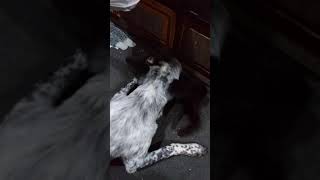 Dog and Cat Playing Together