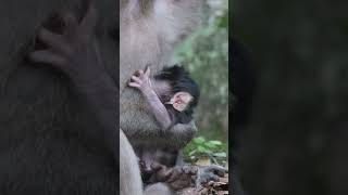 Monkey funny videos #1418 #babymonkey #shortvideo #short #viral #monkey #reels2023