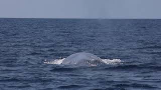 Blue whale surfacing (slo-mo)