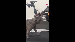 Funny animals  3  Funny cats   dogs    Funny animal videos