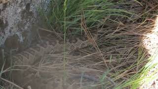 Great Basin Rattlesnake Crawling Away, The Foothills of Boise (1/3) 11May2024