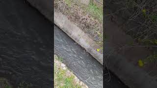 clean stream near my home