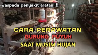 CARA PERAWATAN PUYUH PETELUR DI SAAT MUSIM HUJAN