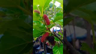 mulberry #picking #freshpicked #harvesting   #fruit #backyardgardening #berry #ytshort