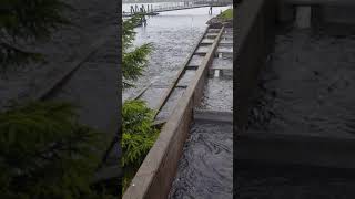 Macaulay Salmon Hatchery in Juneau, Alaska #shorts