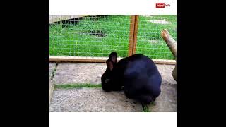 Most beautiful black Rabbit #shorts