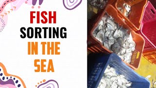 FISH SORTING IN THE SEA//SORTING OF FISH//