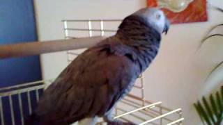 papagalos xoreuei klarina (greek parrot dance)