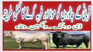 Guide For Fattening of Animals For Eid ll Qurbani K liey Janwaron Ko Mota aur  Farba Krny Ka Tarika