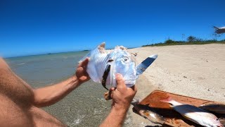 PREPAREI UM PEIXE QUE O TUBARÃO MATOU!