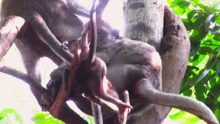 "OMG! 😱 Baby’s Heart-Stopping Seriously Cute Moment That Will Melt Your Heart!"