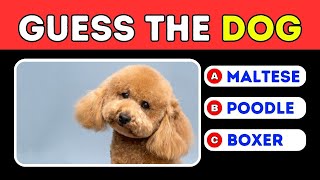 🐾 Guess The Dog Quiz: Can You Identify These Paw-sitively Adorable Breeds? 🐶