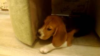 Упс...Словили щенка Бигля(5мес)на уничтожении дивана||Word Beagle puppy (5 mon)