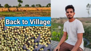 Back to Village | नीलगायों का झुंड | Beauty of Village Life