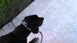 Dog walking with prong collar