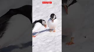 The Yawning Puffins in Love 😘#viral #love #yawning #puffins #bird