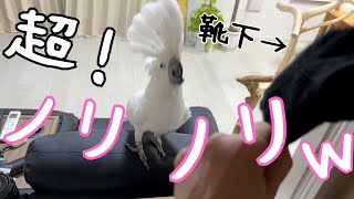 オウムの前で靴下を振るとノリノリでやめさせてくれないｗ