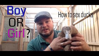 How to tell a male duck from a female duck using voice sexing - how to sex a duck