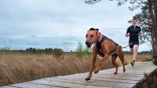 How to measure a Canicross harness for a strong pulling dog. Non Stop Freemotion Harness