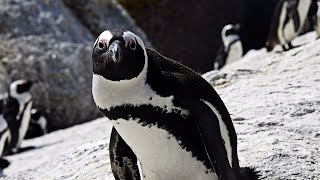 Visiting Cape Town, South Africa: Penguins, hiking, animal sanctuary