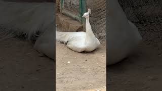 White Peacock White Peafowl Most Beautiful #shorts #beautifulbirds