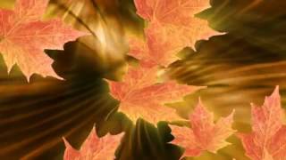 ФУТАЖ Кленовые листья - FOOTAGE Maple leaves