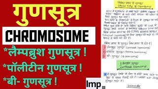 Chromosomes || लैम्पब्रश क्रोमोसोम || पॉलिटीन क्रोमोसोम || बी गुणसूत्र || Special Type Of Chromosome